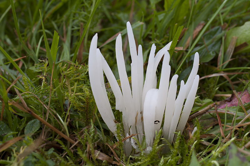 Clavaria fragilis